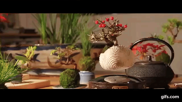 air bonsai